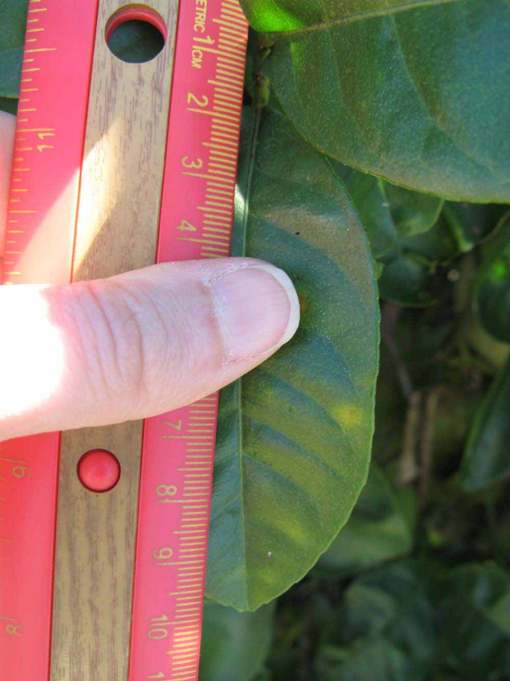              Unifoliolate leaf (Winter Haven, FL)       